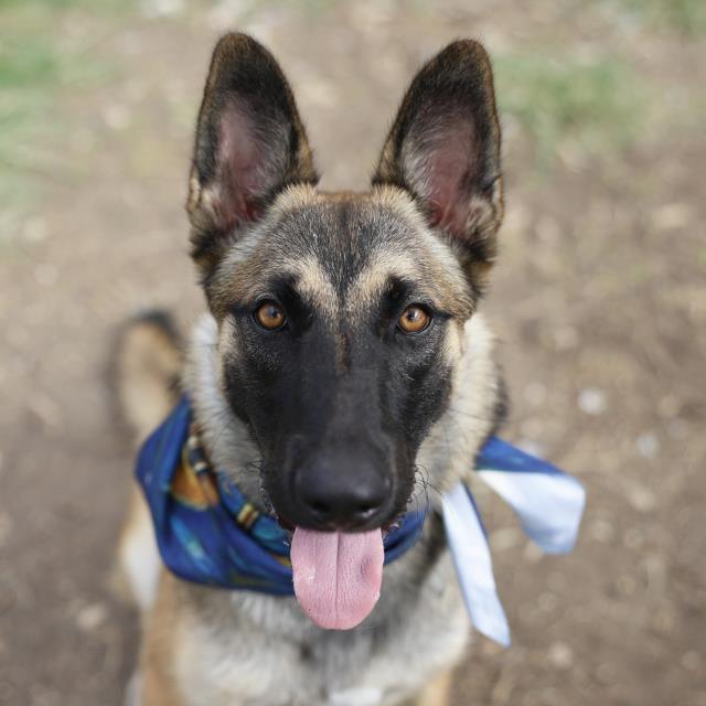 Shelter Stray Male Dog last seen Near BLOCK OLD PEARSALL, 4710 TX-151, San Antonio, TX 78227, USA