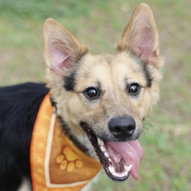 Shelter Stray Male Dog last seen Near BLOCK GABRIEL, 4710 TX-151, San Antonio, TX 78227, USA