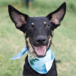 Shelter Stray Male Dog last seen , 4710 TX-151, San Antonio, TX 78227, USA