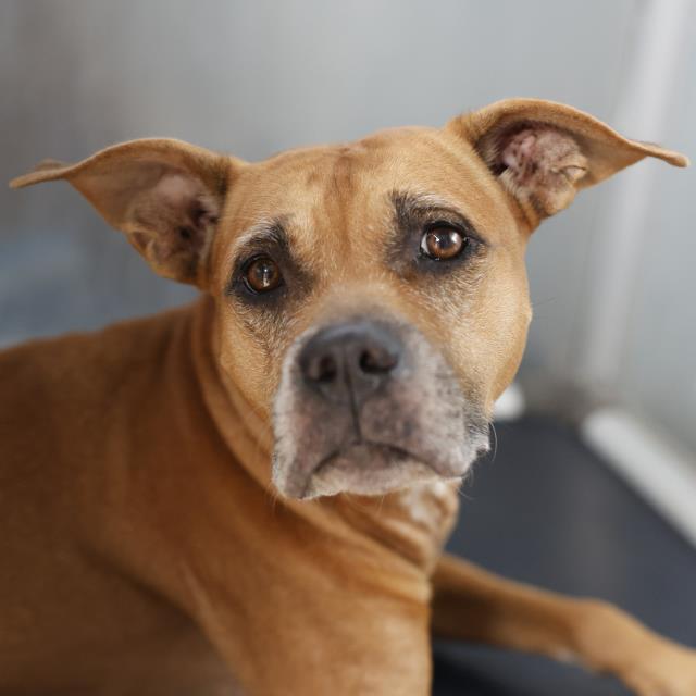 Shelter Stray Female Dog last seen Near BLOCK LEONHARDT RD, 4710 TX-151, San Antonio, TX 78227, USA
