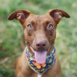 Shelter Stray Female Dog last seen Near BLOCK RIGSBY AVE, 4710 TX-151, San Antonio, TX 78227, USA