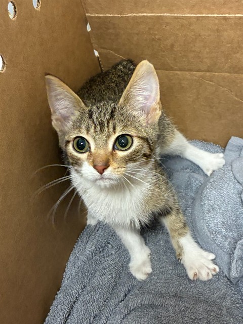 Shelter Stray Female Cat last seen ELSIE AND EUGENIA, 1419 Bryant St, San Francisco, CA 94103, USA