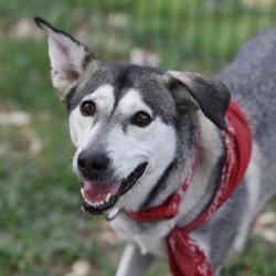 Shelter Stray Female Dog last seen SW MILITARY, 4710 TX-151, San Antonio, TX 78227, USA