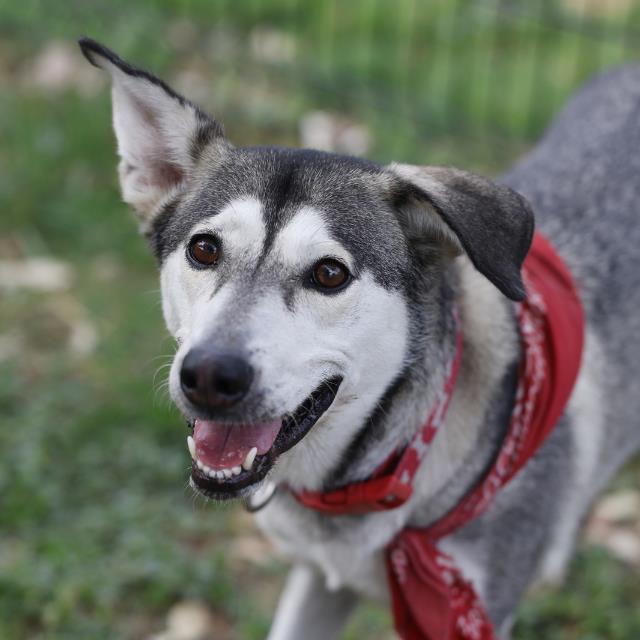 Shelter Stray Female Dog last seen SW MILITARY, 4710 TX-151, San Antonio, TX 78227, USA