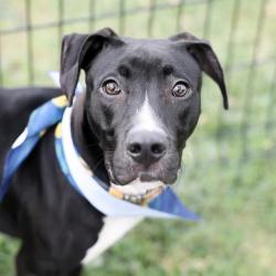 Shelter Stray Male Dog last seen Near BLOCK BLANCO RD, 4710 TX-151, San Antonio, TX 78227, USA