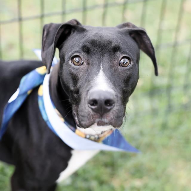Shelter Stray Male Dog last seen Near BLOCK BLANCO RD, 4710 TX-151, San Antonio, TX 78227, USA