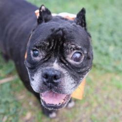 Shelter Stray Female Dog last seen Near BLOCK OF PARKVIEW DR, 4710 TX-151, San Antonio, TX 78227, USA