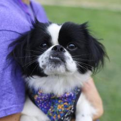 Shelter Stray Male Dog last seen IH 37 AND SOUTHTON, 4710 TX-151, San Antonio, TX 78227, USA