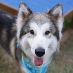 Shelter Stray Male Dog last seen W VILLARET, 4710 TX-151, San Antonio, TX 78227, USA