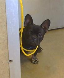 Shelter Stray Male Dog last seen POWER INN RD/GERBER RD, SACRAMENTO CA 95828, 3839 Bradshaw Rd, Sacramento, CA 95827, USA