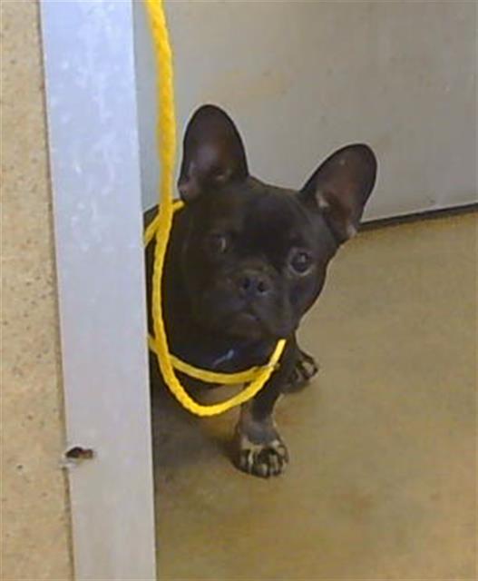 Shelter Stray Male Dog last seen POWER INN RD/GERBER RD, SACRAMENTO CA 95828, 3839 Bradshaw Rd, Sacramento, CA 95827, USA