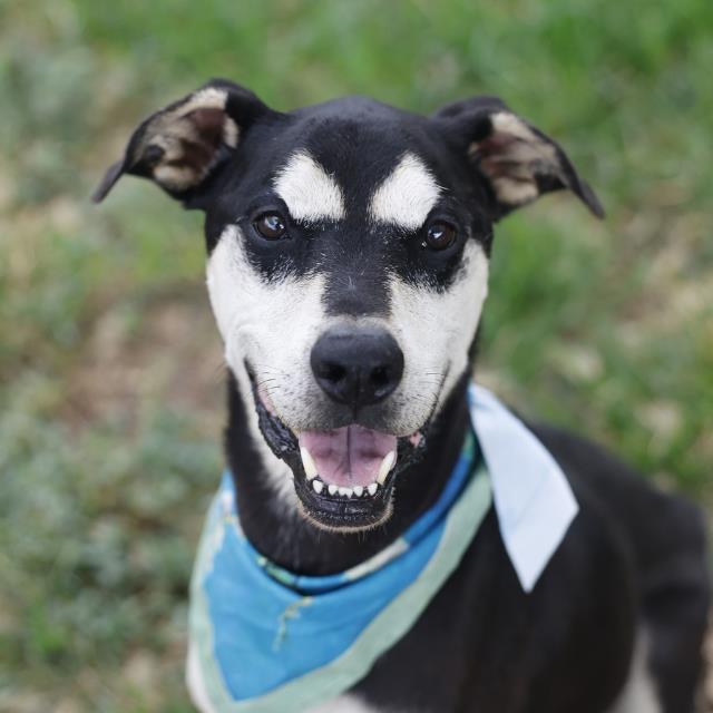 Shelter Stray Male Dog last seen Near BLOCK PAR ONE, 4710 TX-151, San Antonio, TX 78227, USA