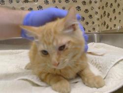 Shelter Stray Male Cat last seen WATT AVE /ANTELOPE RD, 95843, 3839 Bradshaw Rd, Sacramento, CA 95827, USA