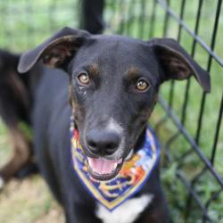 Shelter Stray Male Dog last seen TAFT, 4710 TX-151, San Antonio, TX 78227, USA
