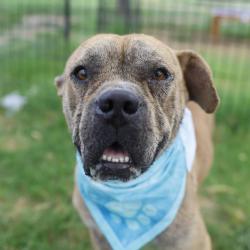 Shelter Stray Male Dog last seen 2OO BLOCK OF W QUILL, 4710 TX-151, San Antonio, TX 78227, USA