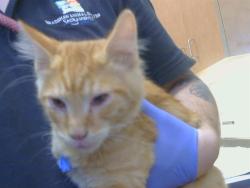 Shelter Stray Male Cat last seen WATT AVE /ANTELOPE RD, 95843, 3839 Bradshaw Rd, Sacramento, CA 95827, USA