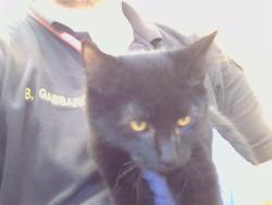 Shelter Stray Male Cat last seen WATT AVE /ANTELOPE RD, 95843, 3839 Bradshaw Rd, Sacramento, CA 95827, USA