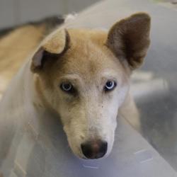 Shelter Stray Male Dog last seen Near BLOCK ITHACA FOREST, 4710 TX-151, San Antonio, TX 78227, USA