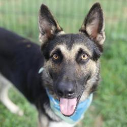 Shelter Stray Male Dog last seen Near BLOCK HIDALGO, 4710 TX-151, San Antonio, TX 78227, USA