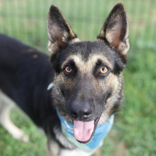 Shelter Stray Male Dog last seen Near BLOCK HIDALGO, 4710 TX-151, San Antonio, TX 78227, USA
