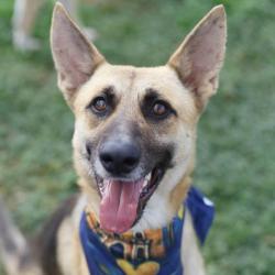 Shelter Stray Male Dog last seen Near BLOCK HIDALGO, 4710 TX-151, San Antonio, TX 78227, USA