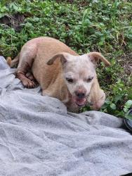 Shelter Stray Female Dog last seen Near BLOCK ANGEL VALLEY, 4710 TX-151, San Antonio, TX 78227, USA