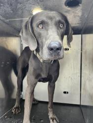 Shelter Stray Male Dog last seen Near BLOCK LITTLE BRANDYWINE, 4710 TX-151, San Antonio, TX 78227, USA