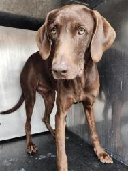 Shelter Stray Male Dog last seen Near BLOCK LITTLE BRANDYWINE, 4710 TX-151, San Antonio, TX 78227, USA