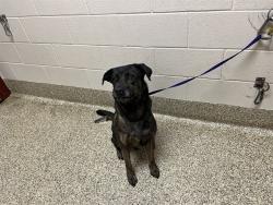 Shelter Stray Male Dog last seen Near BLOCK VILLAGE CENTER DR, COLORADO SPRINGS, CO, 610 Abbot Ln, Colorado Springs, CO 80905, USA