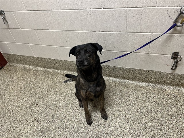 Shelter Stray Male Dog last seen Near BLOCK VILLAGE CENTER DR, COLORADO SPRINGS, CO, 610 Abbot Ln, Colorado Springs, CO 80905, USA