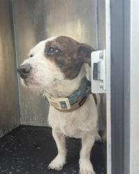 Shelter Stray Male Dog last seen N MAIN AVE, 4710 TX-151, San Antonio, TX 78227, USA