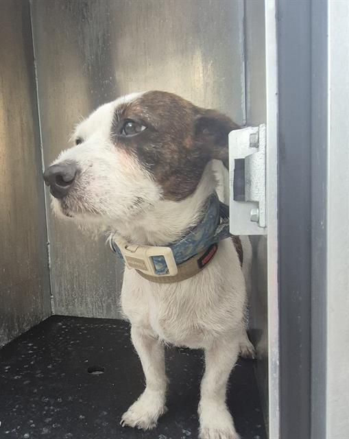 Shelter Stray Male Dog last seen N MAIN AVE, 4710 TX-151, San Antonio, TX 78227, USA
