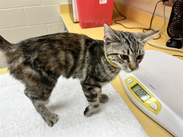 Shelter Stray Female Cat last seen ELLICOTT, 610 Abbot Ln, Colorado Springs, CO 80905, USA
