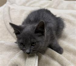 Shelter Stray Female Cat last seen JACKSON/AMADOR, 16 Barnes Ct, Hayward, CA 94544, USA