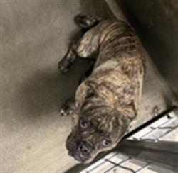 Shelter Stray Male Dog last seen , 11361 W Pico Blvd, Los Angeles, CA 90064, USA