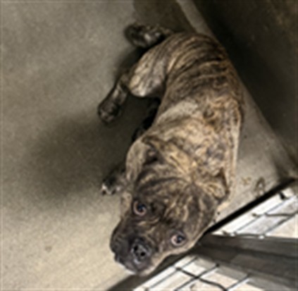 Shelter Stray Male Dog last seen , 11361 W Pico Blvd, Los Angeles, CA 90064, USA