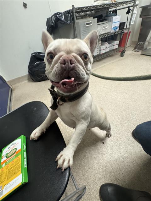 Shelter Stray Female Dog last seen Near BLOCK QUINCY ST, BAKERSFIELD CA 93306, 3951 Fruitvale Ave, Bakersfield, CA 93308, USA