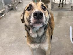 Shelter Stray Male Dog last seen PAISLEY RD & NFS 06 PAISLEY, 12280 County Rd 448, Tavares, FL 32778, USA