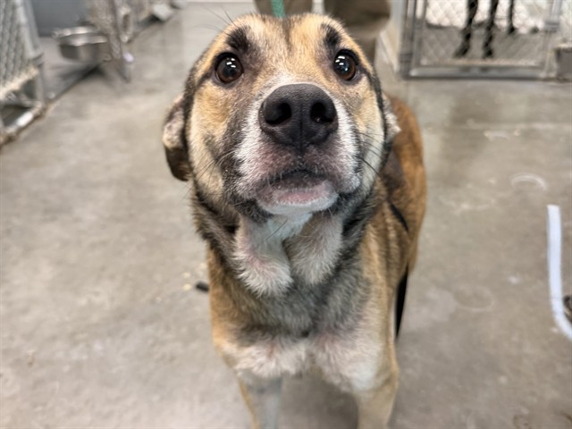 Shelter Stray Male Dog last seen PAISLEY RD & NFS 06 PAISLEY, 12280 County Rd 448, Tavares, FL 32778, USA