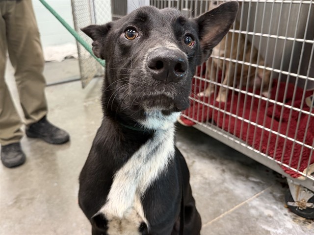 Shelter Stray Male Dog last seen HONEYCUTRD & YOUTHCAMP RD GROVELAND, 12280 County Rd 448, Tavares, FL 32778, USA
