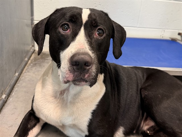Shelter Stray Male Dog last seen CR561 & MASSACHUSETTS ASTATULA, 12280 County Rd 448, Tavares, FL 32778, USA