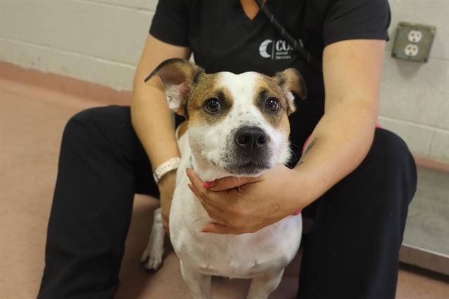 Shelter Stray Female Dog last seen Near BLOCK OVERBOOK DRIVE, 127 Humane Ln, Columbia, SC 29201, USA