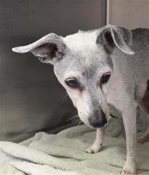 Shelter Stray Male Dog last seen GROTH CIR & FLORA SPRINGS WAY, 2127 Front St, Sacramento, CA 95818, USA