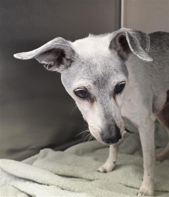 Shelter Stray Male Dog last seen GROTH CIR & FLORA SPRINGS WAY, 2127 Front St, Sacramento, CA 95818, USA