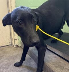 Shelter Stray Female Dog last seen GRAND AVE & CYPRESS ST, 2127 Front St, Sacramento, CA 95818, USA
