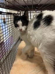 Shelter Stray Male Cat last seen Near BLK OLIVE AVE, LONG BEACH, CA 90813, 7700 E Spring St, Long Beach, CA 90815, USA