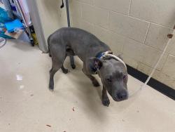 Shelter Stray Male Dog last seen , 3839 W Burnham St, West Milwaukee, WI 53215, USA