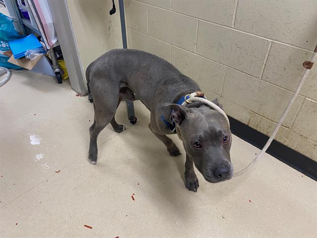 Shelter Stray Male Dog last seen , 3839 W Burnham St, West Milwaukee, WI 53215, USA