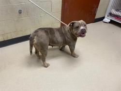Shelter Stray Female Dog last seen , 3839 W Burnham St, West Milwaukee, WI 53215, USA