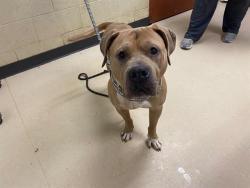 Shelter Stray Male Dog last seen LINCOLN PARK, 3839 W Burnham St, West Milwaukee, WI 53215, USA